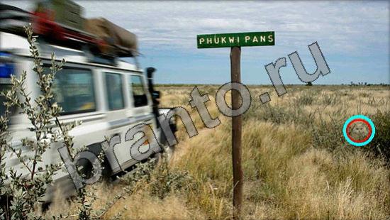 Где же кот игра ответы Уровень 960