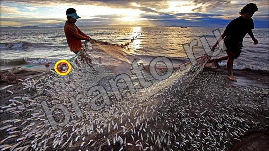 Решения на игру Где же кот Уровень 963