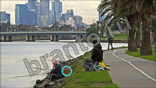 ответы на игру в одноклассниках Где же кот Уровень 966