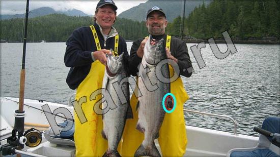 Где же кот? помощь Уровень 970