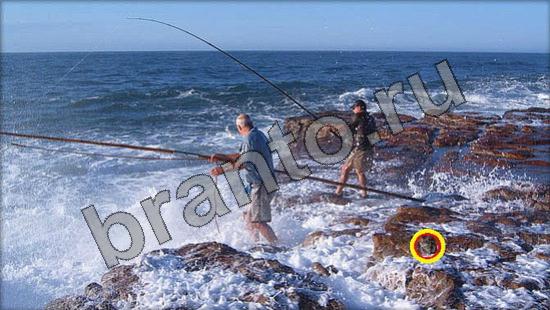 решебник на игру Где же кот Уровень 971