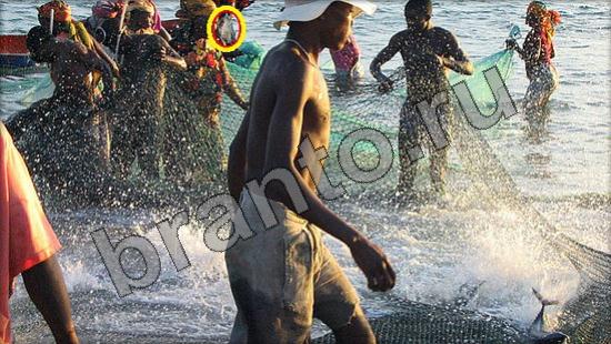 Где же кот игра подсказки Уровень 974