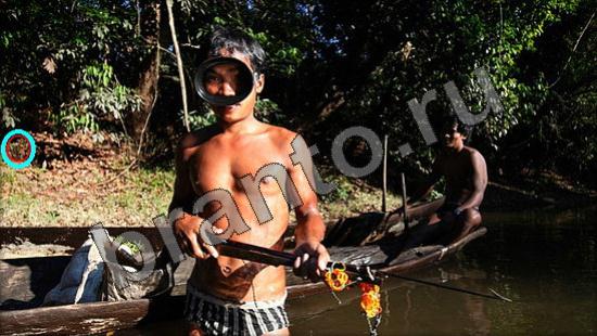 Где же кот игра помощь Уровень 975