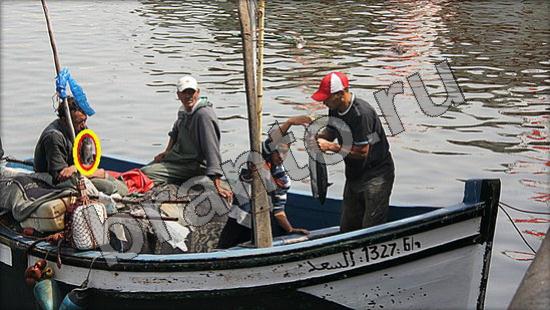 Игра Где же кот ответы Уровень 977