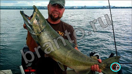 Игра Где же кот прохождение Уровень 980