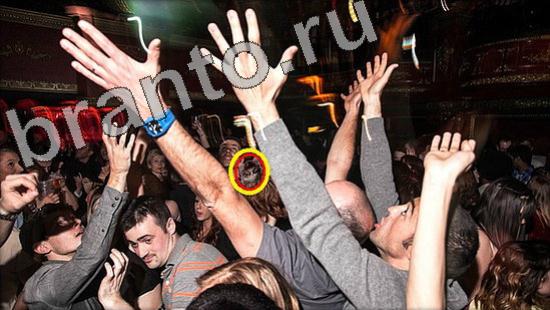 помощь на игру Где же кот Уровень 1118