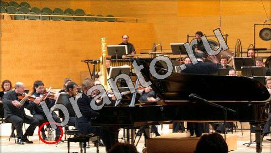 игра Где же кот помощь Уровень 1139