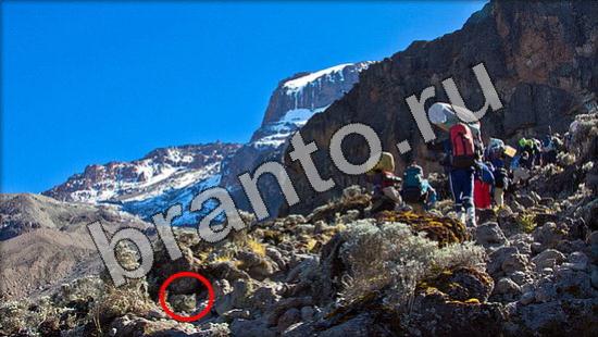 Где же кот игра ответы в одноклассниках Уровень 1167