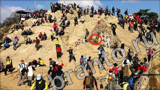 Где же кот игра ответы Уровень 1173