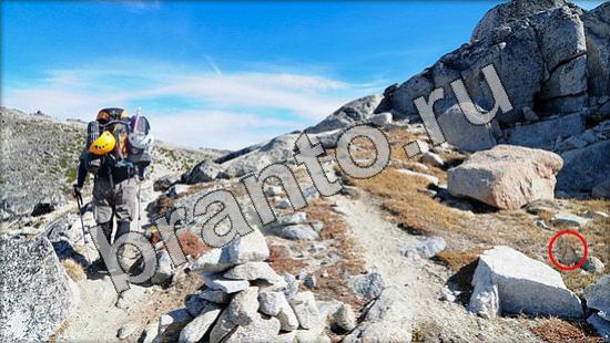 Где же кот игра помощь Уровень 1175