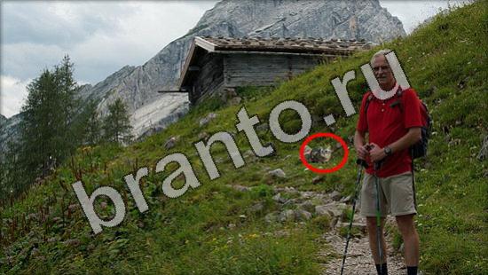 Игра Где же кот подсказки Уровень 1178