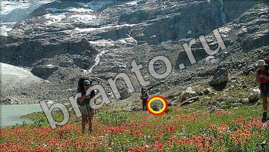 Игра Где же кот прохождение Уровень 1180