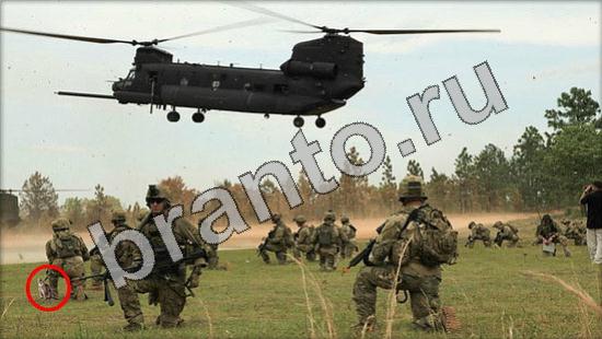 Где же кот прохождение игры Уровень 1222