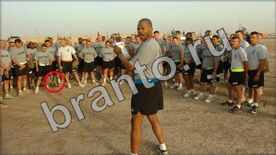 решения для игры Где же кот Уровень 1228