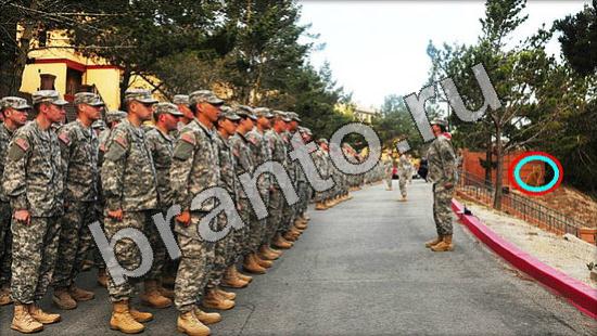 Где же кот игра ответы Уровень 1229