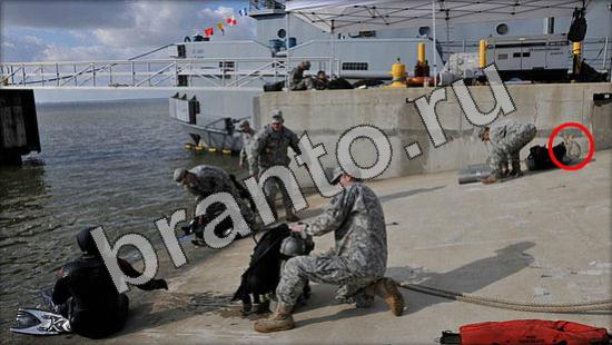 ответы на игру Где же кот Уровень 1235