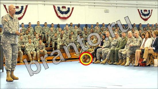 Где же кот игра ответы Уровень 1240