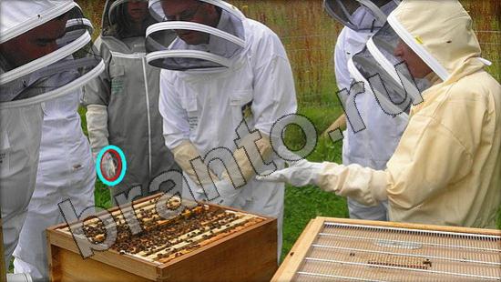 Подсказки на игру Где же кот Уровень 1362