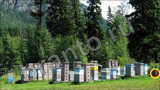 Решения на игру Где же кот Уровень 1363