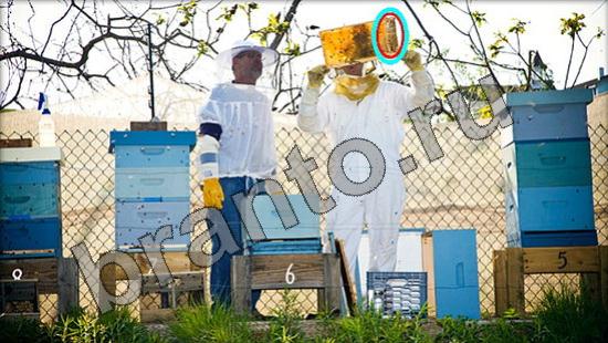 Помощь на игру Где же кот Уровень 1364