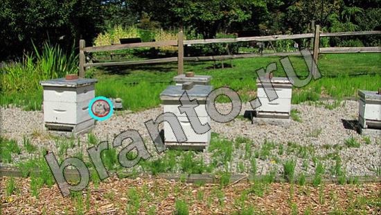 ответы к игре Где же кот Уровень 1365