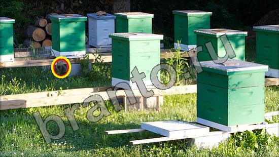 ответы на игру в одноклассниках Где же кот Уровень 1366