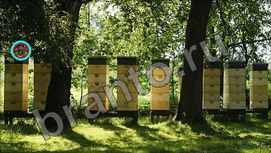 Где же кот? ответы Уровень 1368