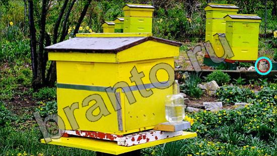 Где же кот? подсказки Уровень 1369