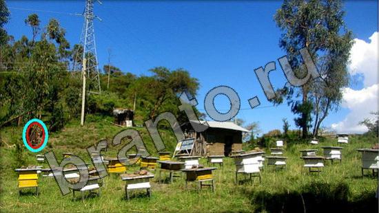 Где же кот? решения Уровень 1372