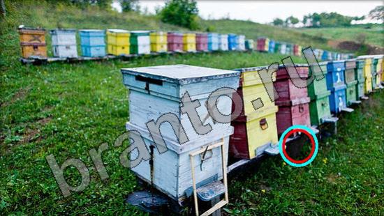 Где же кот игра подсказки Уровень 1374