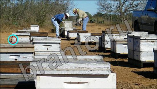 Где же кот игра помощь Уровень 1375