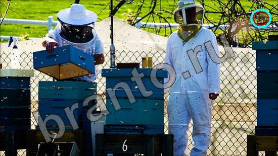 Игра Где же кот ответы Уровень 1377