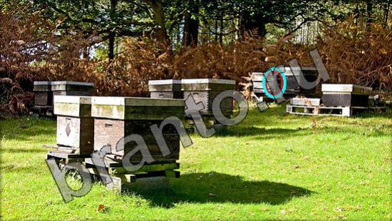 Игра Где же кот подсказки Уровень 1378