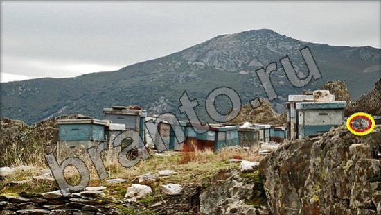 игра Где же кот помощь Уровень 1379