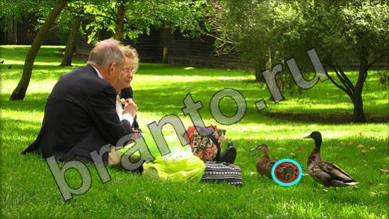 Прохождение игры Где же кот Уровень 1384