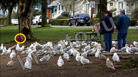 Где же кот ответы на новые задания Уровень 1393