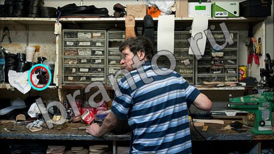 Где же кот? помощь Уровень 1490