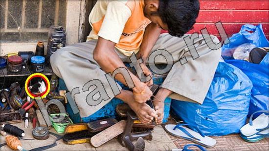 Где же кот игра помощь Уровень 1495