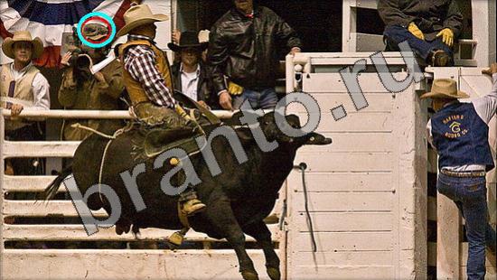 ответы на игру Где же кот Уровень 1521