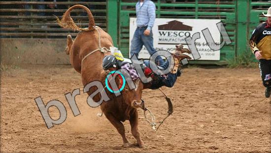 Подсказки на игру Где же кот Уровень 1522