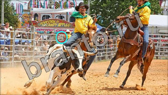 ответы к игре Где же кот Уровень 1525