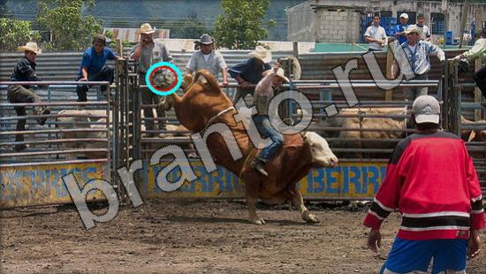 Где же кот? ответы Уровень 1528