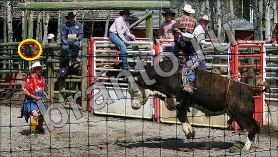 Где же кот? подсказки Уровень 1529