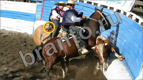 решебник на игру Где же кот Уровень 1531