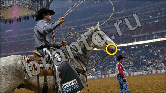 Где же кот? решения Уровень 1532