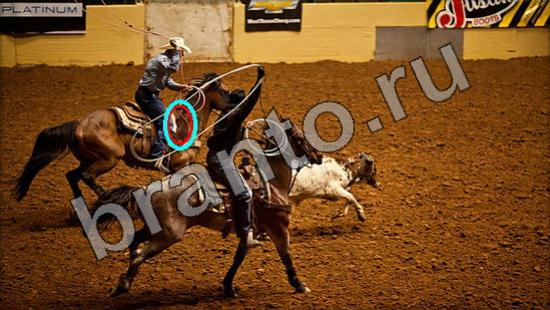 Где же кот игра помощь Уровень 1535