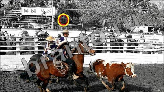 Где же кот ответы в картинках Уровень 1536