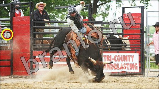 Игра Где же кот ответы Уровень 1537