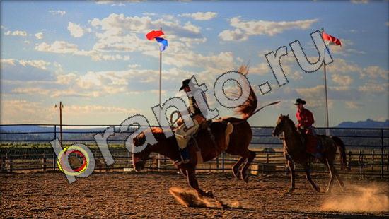 Игра Где же кот подсказки Уровень 1538