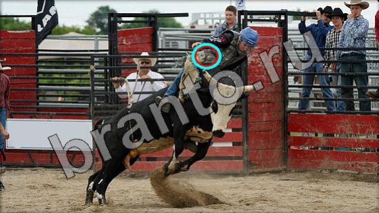 Игра Где же кот прохождение Уровень 1540